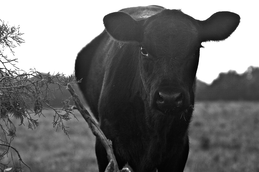 cow photography