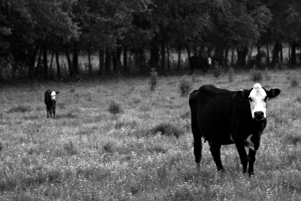 cow photography